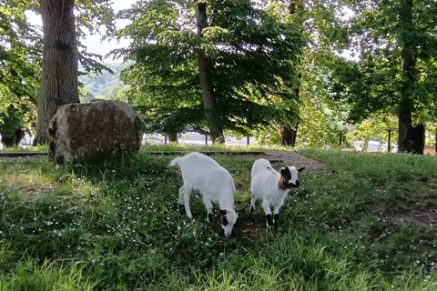 Camping La Hallerais foto 25