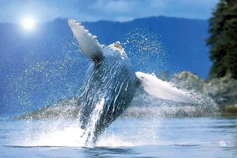 Fly drive Azoren foto 5