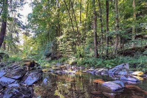 Harz Hotel Iris foto 23