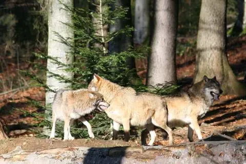 Hotel Landgasthof Hohenauer Hof foto 23