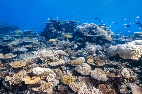 Park Hyatt Maldives Hadahaa in ގާފަރު Gaafaru — foto 22