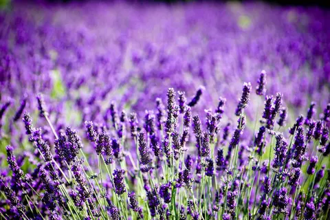 Camping Le Petit Bois foto 11