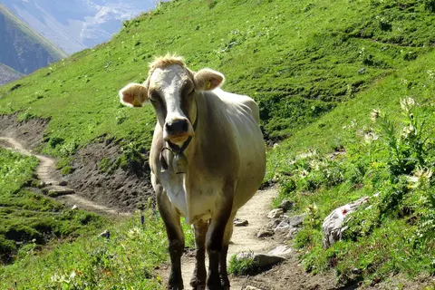 Hotel Garfrescha foto 14