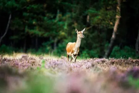 Landgoed Stakenberg foto 18