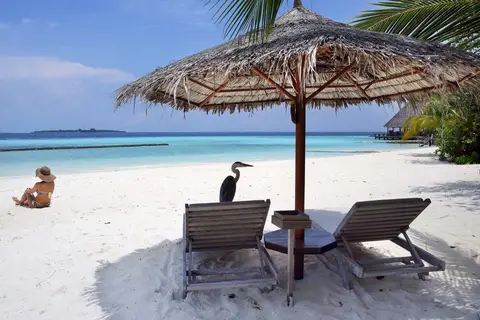 Gangehi Island Resort in Gangehi North Kandu - manta cleaning station — foto 4
