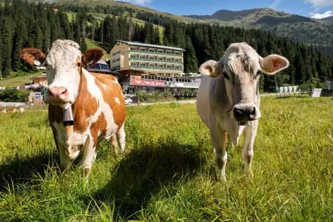 Berghotel Hochfügen foto 21
