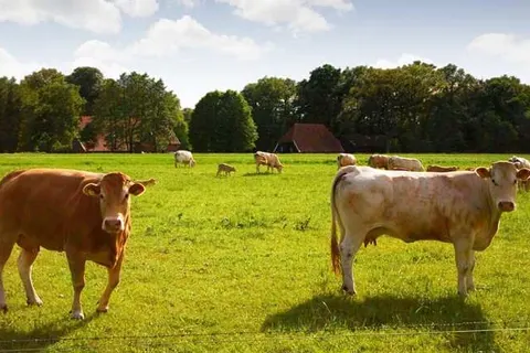Hotel Wapen van Delden foto 36