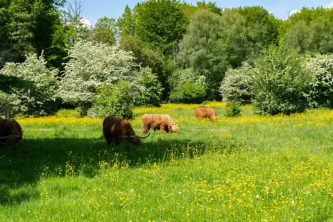EuroParcs Het Amsterdamse Bos in Amstelveen — foto 19