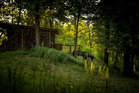 Forest Camping Mozirje in Mozirje — foto 34