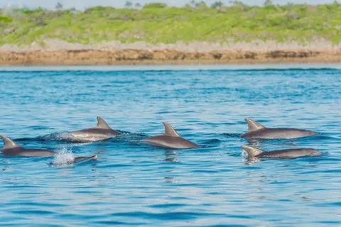 16 daagse safari Selous & Zanzibar deluxe foto 2