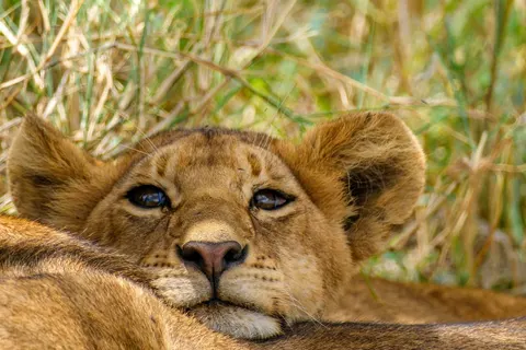 Explore the Great Nature of Tanzania foto 5