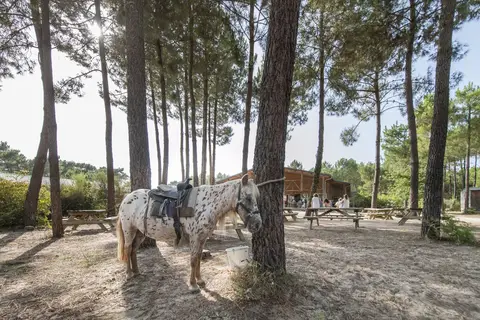 Camping Sandaya Soustons Village in Soustons, foto 16
