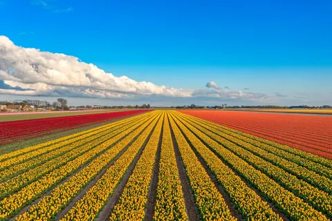 Fietscruise voorjaarstour tulpen en Nederlands erfgoed met De Nassau foto 10