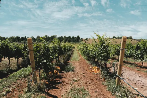 Masseria Stali foto 17