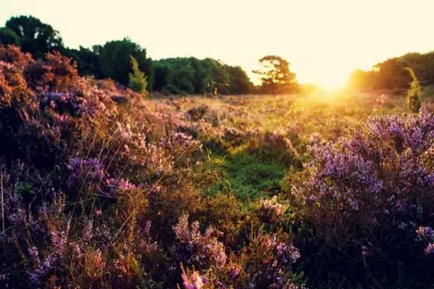 Dormio Resort De Hondsrug foto 7