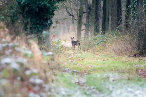 Boutique Hotel Bed en Bos foto 21