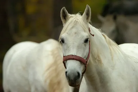 Ontdek West-Slovenië foto 9