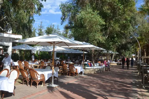 Okaliptus in Bodrum — foto 12