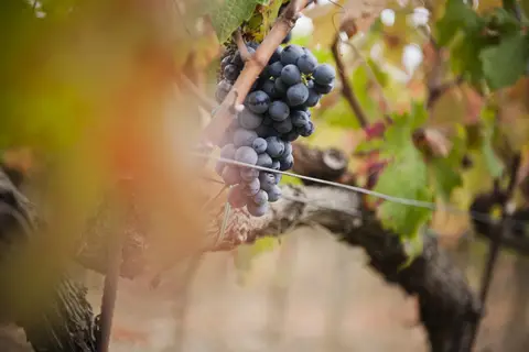 Borgo Scopeto Relais in Castelnuovo Berardenga, foto 18