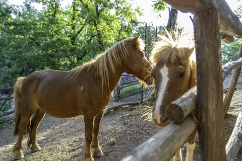 Chianti Glamping Resort foto 21