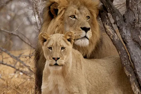 Fly In Luxury Safari Botswana foto 2