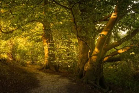 Hotel Restaurant De Barones foto 11