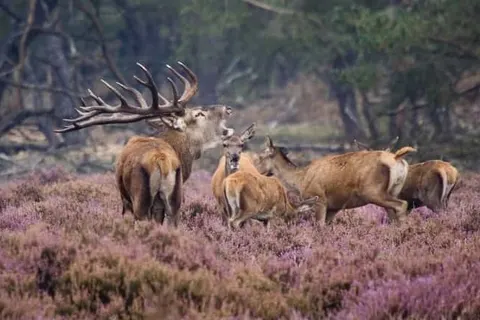 Hotel &ampapos;t Witte Hoes foto 14