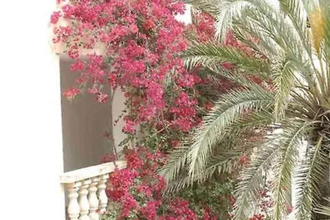 Es Bauló Petit Hotel in Santa Margalida — foto 25