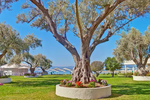 Palmariva Beach Hotel in Brown Beach Hotel, foto 7
