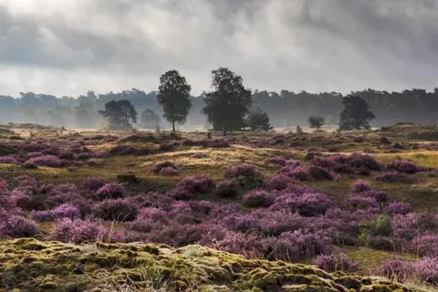 Hotel De Hoeve van Nunspeet foto 34