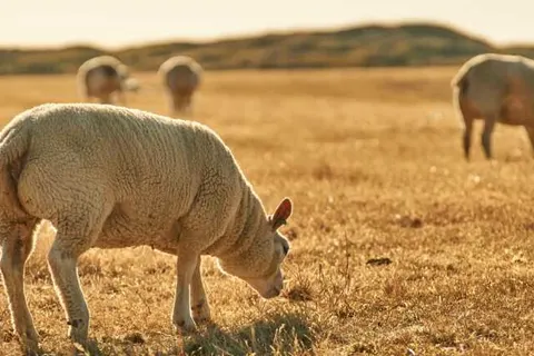 Boutique Hotel Texel foto 28