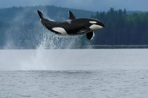 The Wild Western foto 16