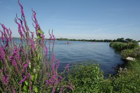 Kagerplassen in Warmond — foto 5