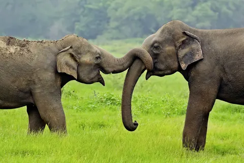 Perfect Match Sri Lanka & The Maldives foto 2