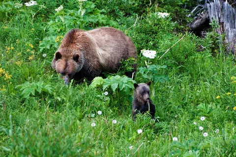 21 daagse fly drive West Canada Compleet foto 2