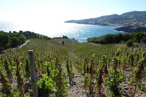 Camping La Sardane foto 23