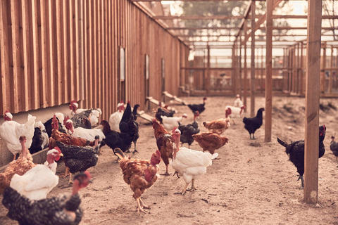 Craveiral Farmhouse foto 28