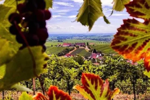 Hotel Leinsweiler Hof foto 27