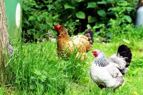 Logement Doosje foto 45