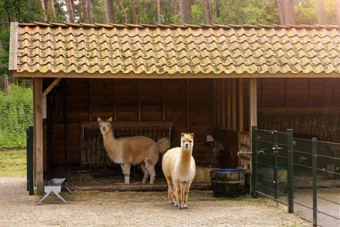 Center Parcs De Kempervennen foto 19