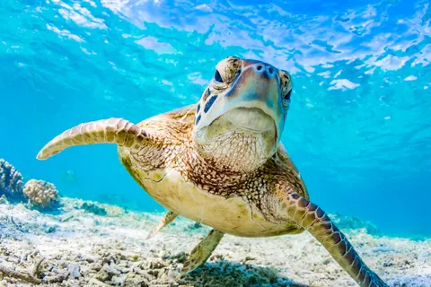 The Iconic Australia Experience foto 5