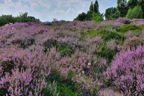 Hotel Martensplek foto 23