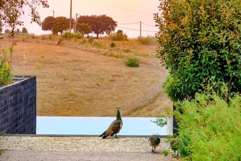Herdade da Cortesia in Advies — foto 5