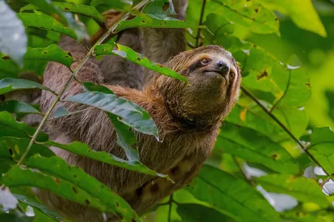 21-daagse rondreis Puur Costa Rica met Corcovado foto 3
