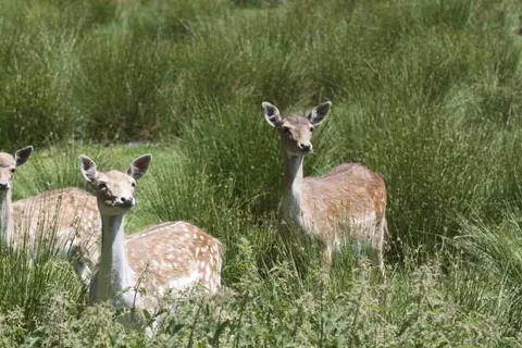 Green Resort Limburg foto 8