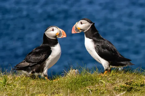 Orkney en Shetland Eilanden foto 7