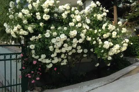 Hotel Zora in Несебър — foto 17