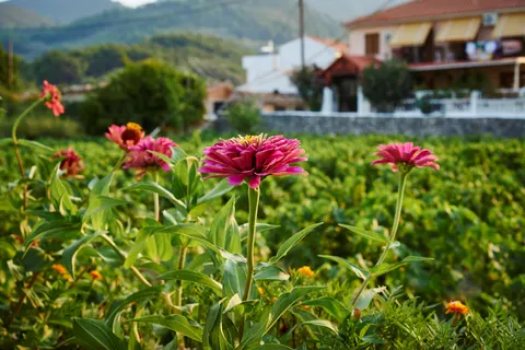 Appartementen Angela foto 8