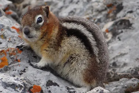 15 daagse fly drive Het beste van West Canada foto 4