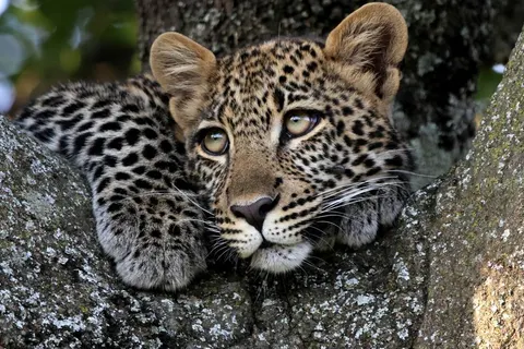 Perfect Match Kenya and Tanzania foto 2